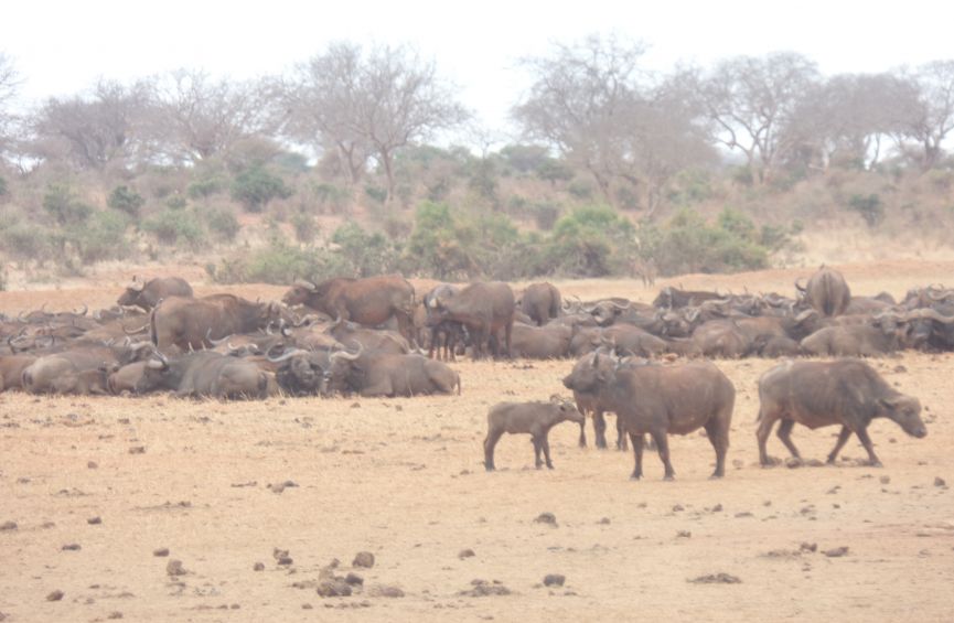 3 Day Safari to Tsavo East and Tsavo West from Diani / Mombasa, Kenya