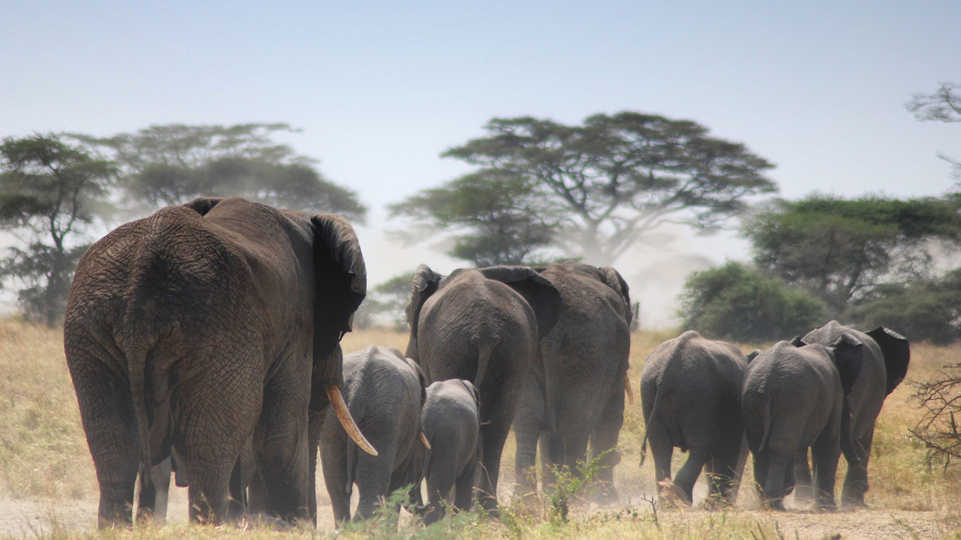 4 Day Safari to Tsavo East, Amboseli and Tsavo West from Mombasa, Kenya