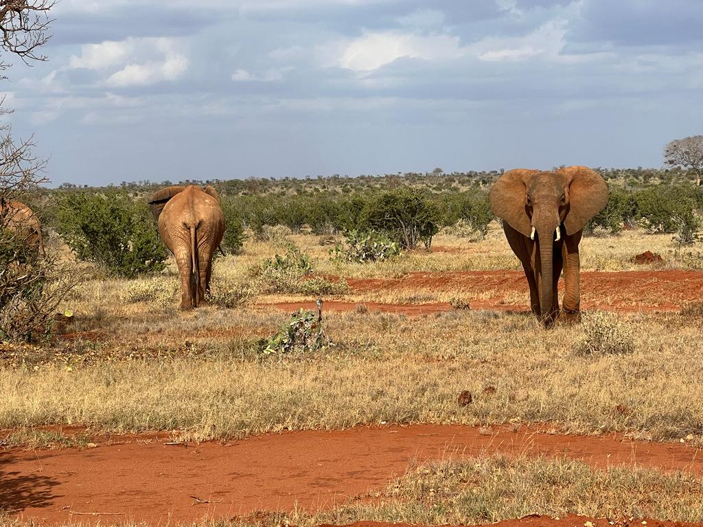 3 Day Safari to Tsavo West and Amboseli National Park from Malindi, Kenya