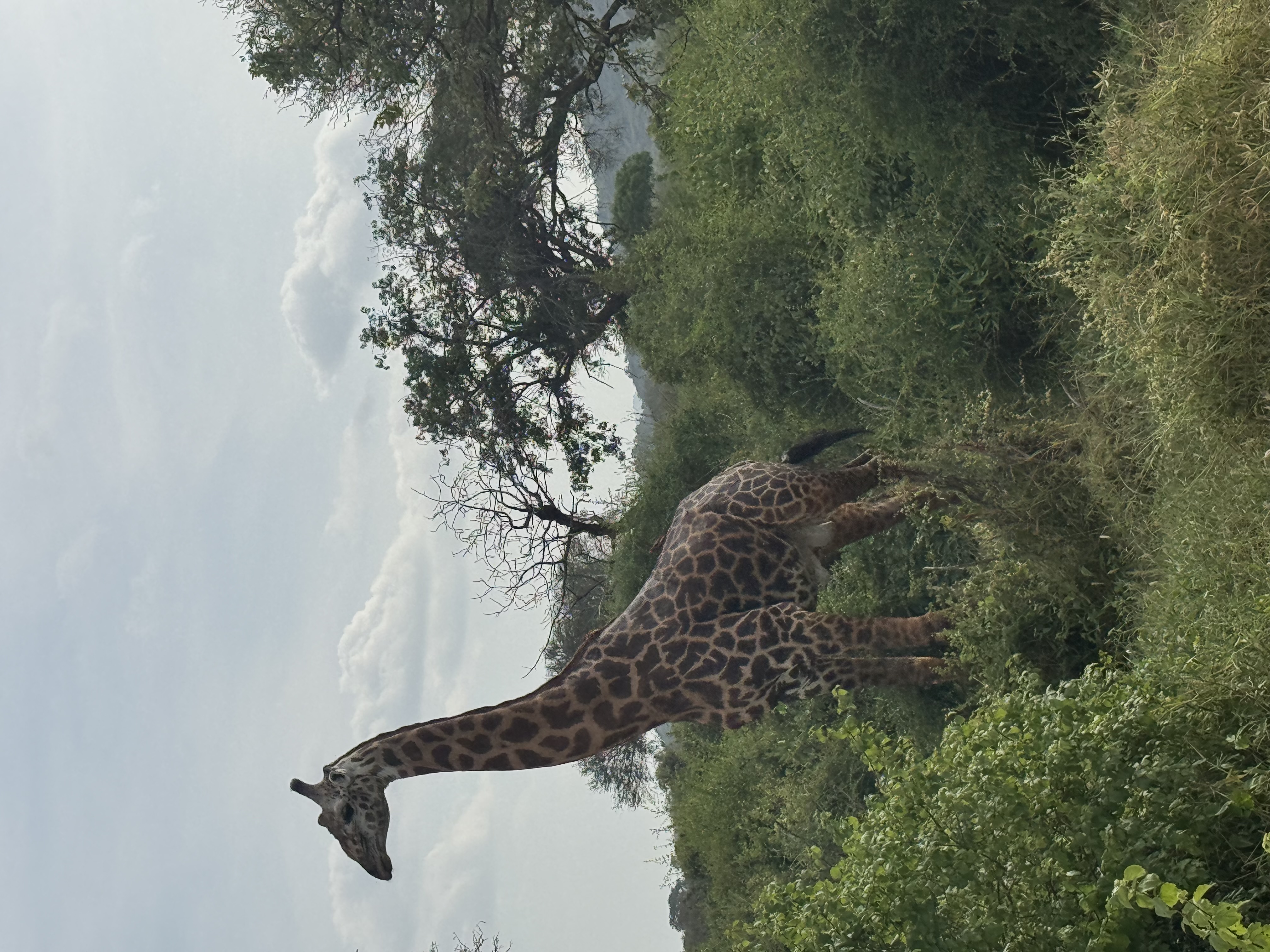 AJM Tours & Safaris - 4-Day Tanzania Safari – Discover Nature’s Finest in Just Four Days