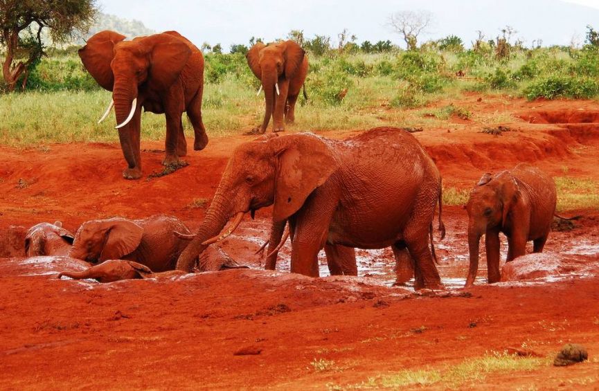 2 Day Safari to Tsavo East National Park from Watamu /Malindi, Kenya