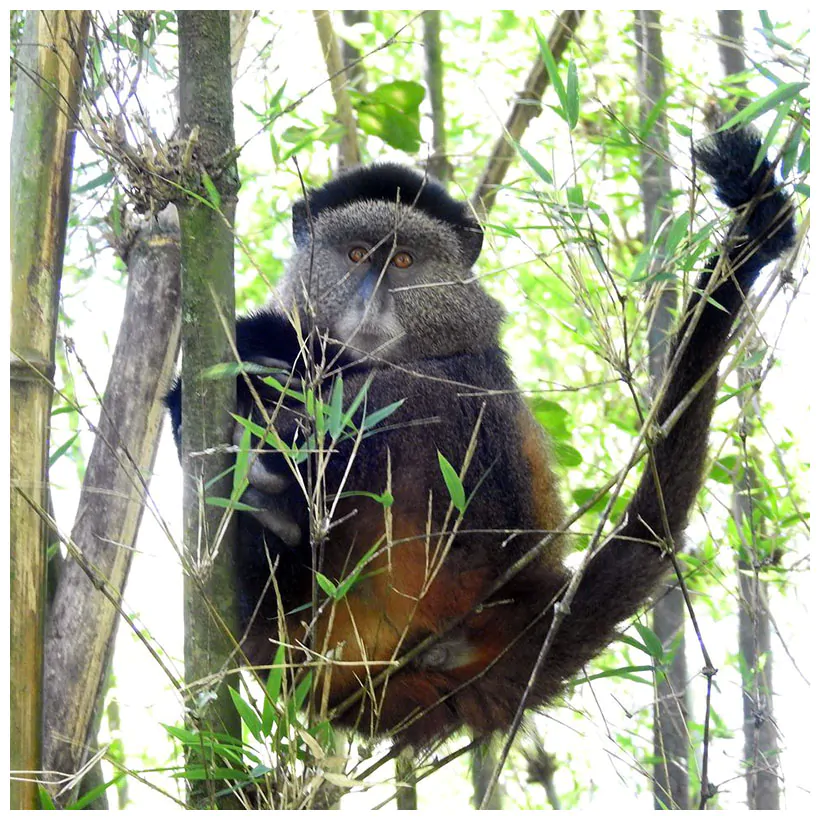 AJM Tours & Safaris - 10 Days, 9 Nights – Uganda Gorilla, Chimpanzee Treks & Safari Tour