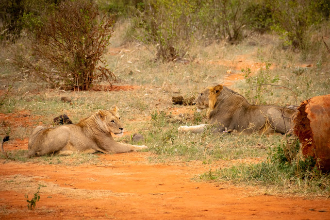 1 Day Safari to Tsavo East National Park from kilifi , Kenya