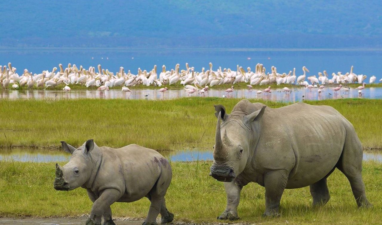 2 Day Lake Nakuru and Naivasha Road Safari from Nairobi