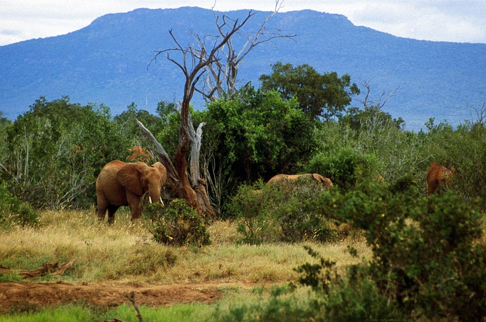 4 Day Safari to Tsavo East, Amboseli and Tsavo West from Diani / Mombasa, Kenya