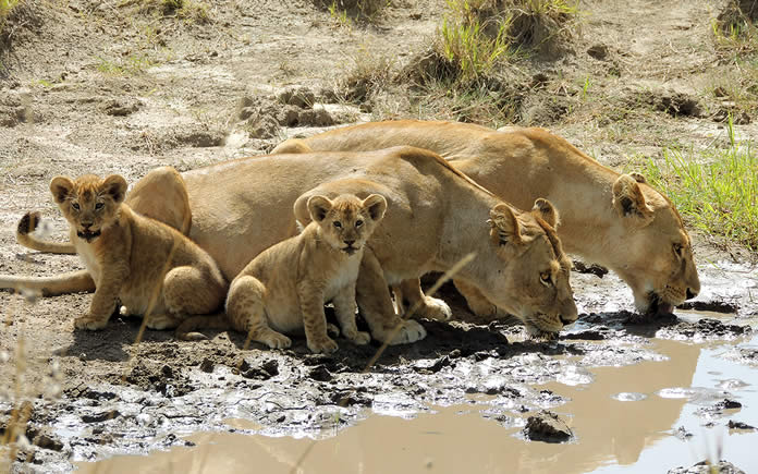 2 Day Safari to Tsavo East and Tsavo West from Mombasa, Kenya