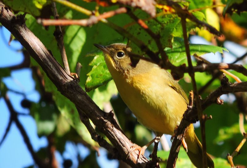 Birds watching