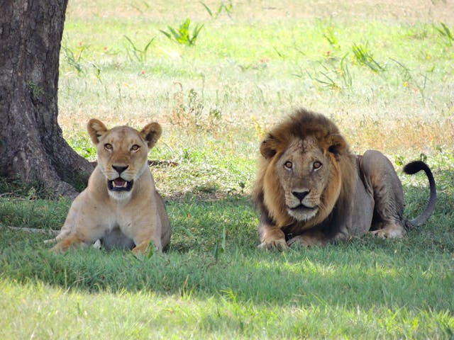 AJM Tours & Safaris